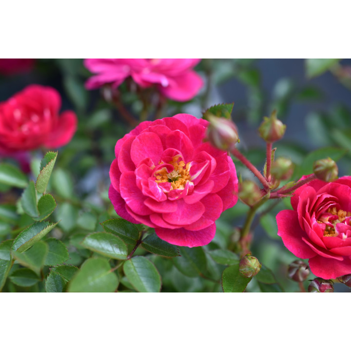 Róża Purple Rain®