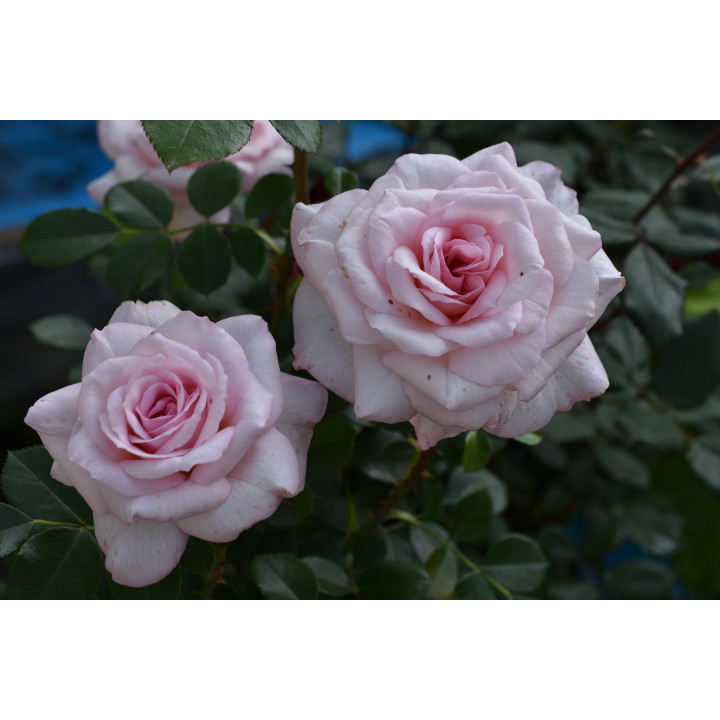 Róża Bremer Stadtmusikanten®