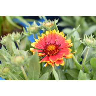 Gaillardia Arizona Sun
