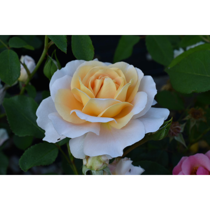 Róża Sangerhäuser Jubileumsrose®