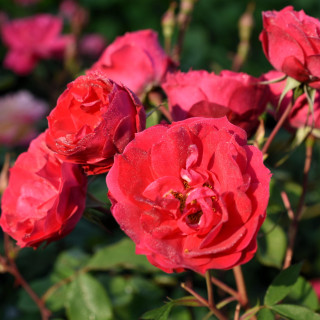 Róża Adelaide Hoodless