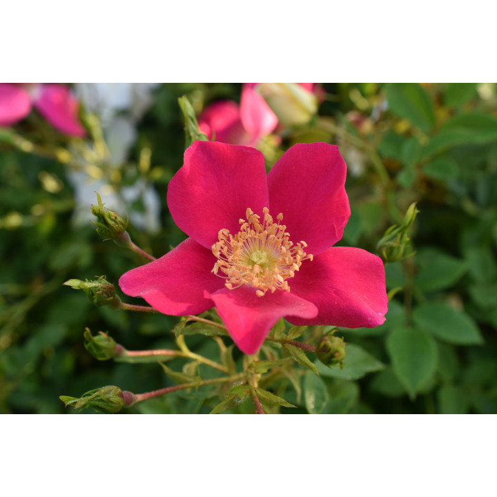 Róża Purple Haze®