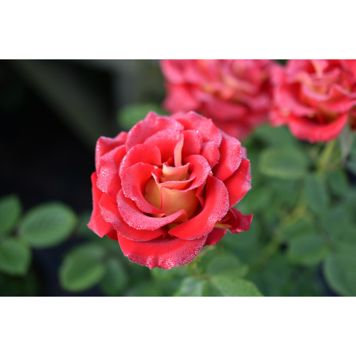 Róża Ketchup and Mustard®