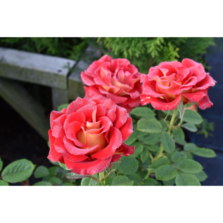 Róża Ketchup and Mustard®