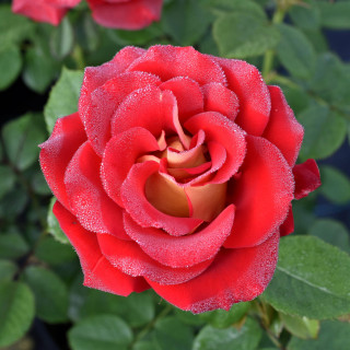 Róża Ketchup and Mustard®