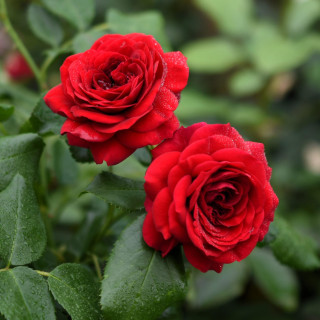 Róża Rotkäppchen®