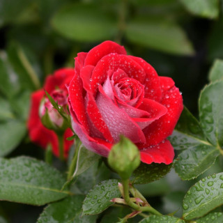 Róża Schöne Koblenzerin®