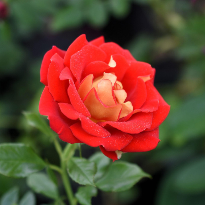 Róża Ketchup and Mustard®