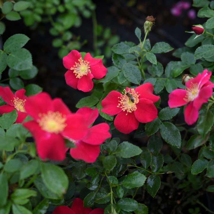 Róża Purple Haze®