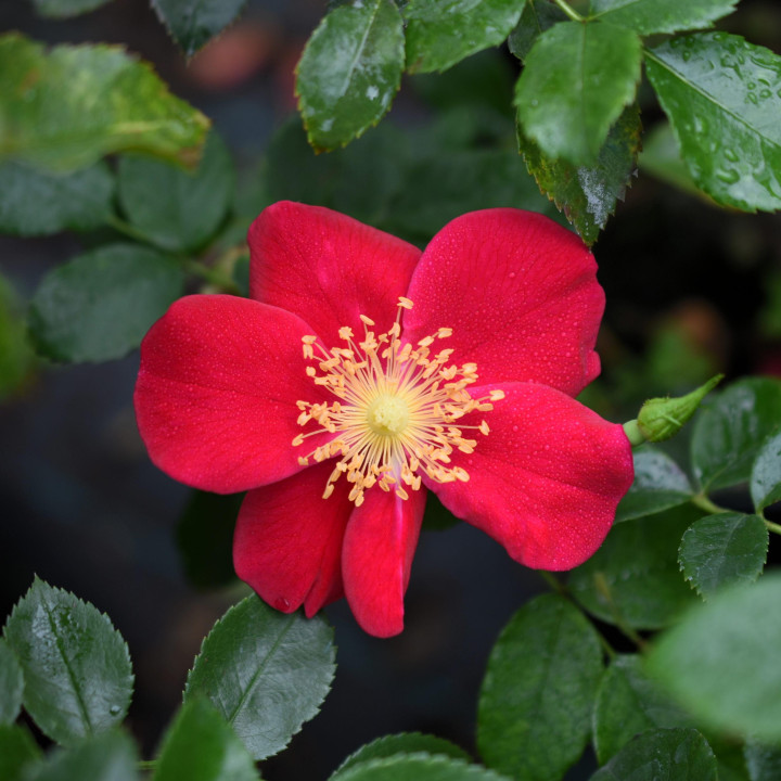 Róża Purple Haze®