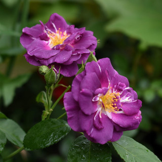 Róża Rhapsody in Blue