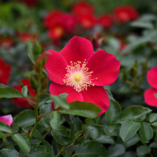 Róża Purple Haze®