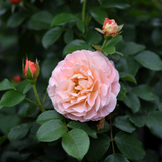 Róża Marie Curie®