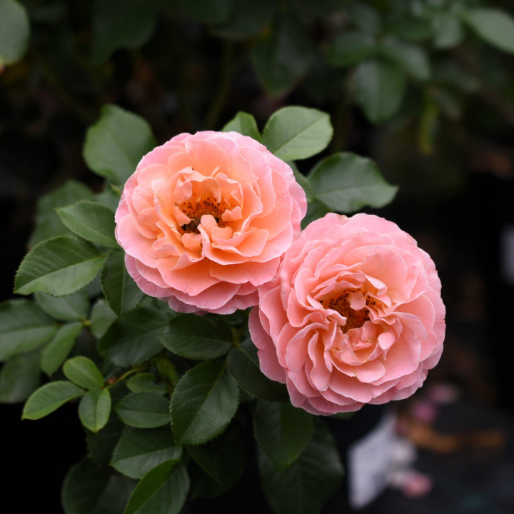 Róża Marie Curie®