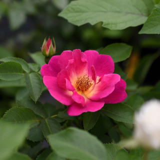 Róża Weg der Sinne