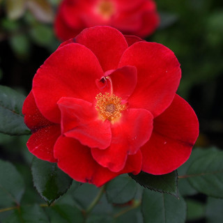 Róża Miracle on the Hudson