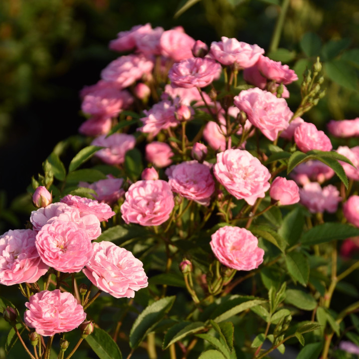 Róża Heavenly Pink