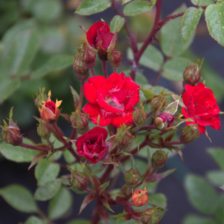 Róża Rouge Panoramic®