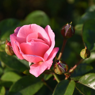 Róża Mein Schöner Garten®