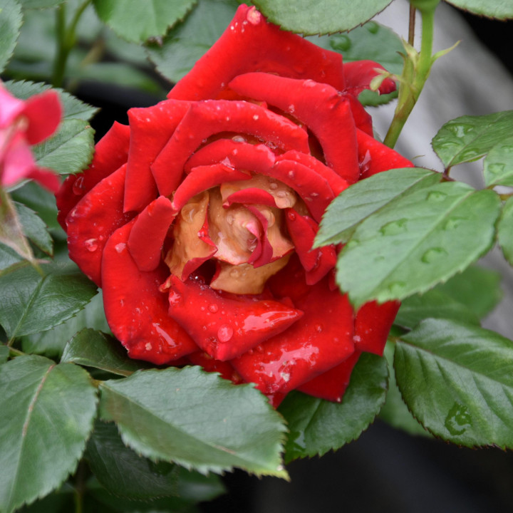 Róża Ketchup and Mustard®