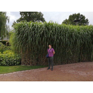 Miskant GIGANTEUS (Olrzymi)