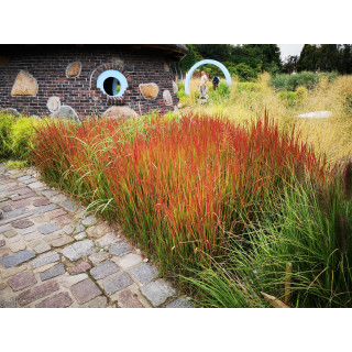 imperata cylindryczna 'Red Baron'