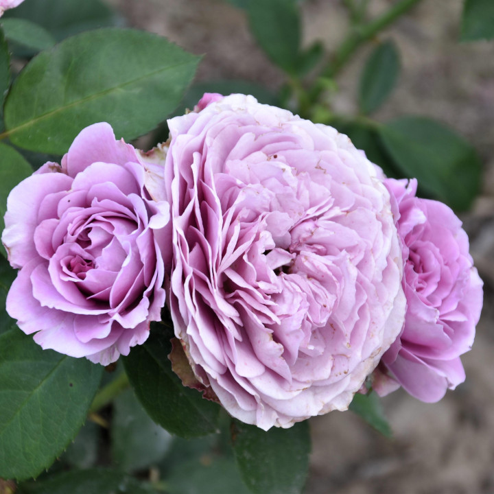 Róża Lavender Ice®