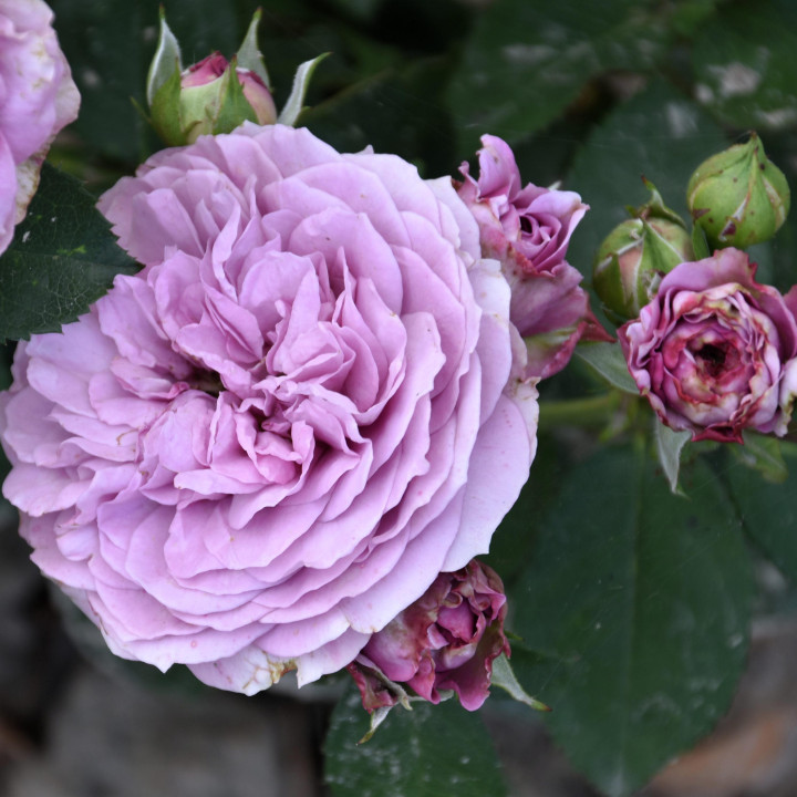 Róża Lavender Ice®