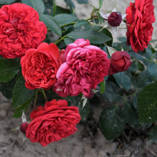 Róża Out of Rosenheim®