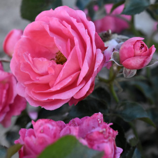 Róża Parfum de Liberté®