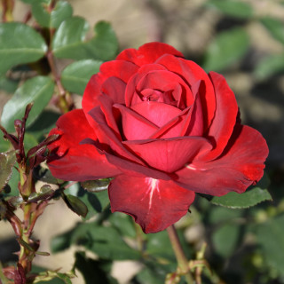 Róża Störtebeker®