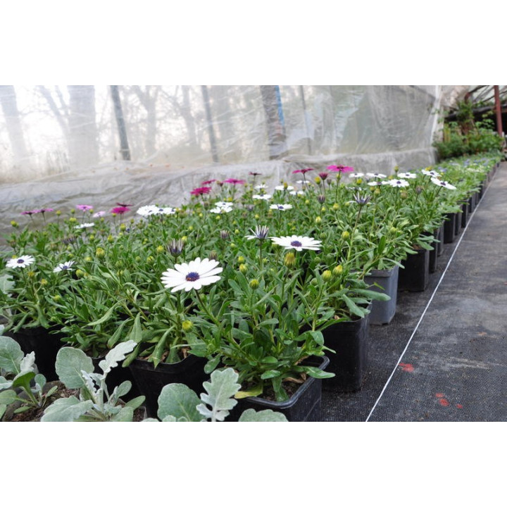 Osteospermum (w Polsce nazywane czasami stokrotką)