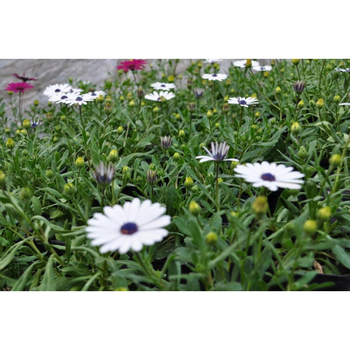Osteospermum (w Polsce nazywane czasami stokrotką)