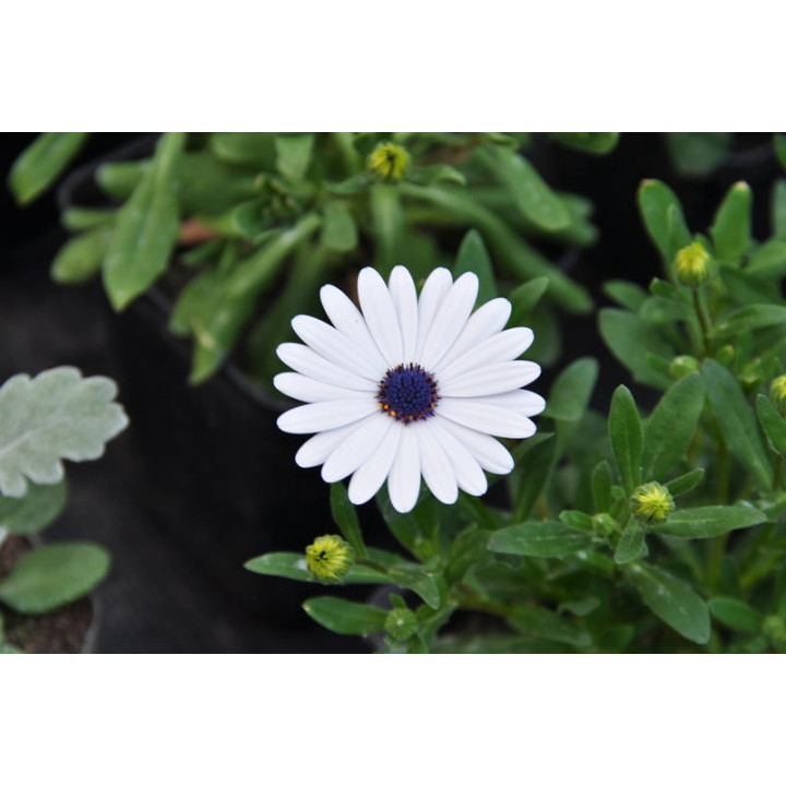 Osteospermum (w Polsce nazywane czasami stokrotką)
