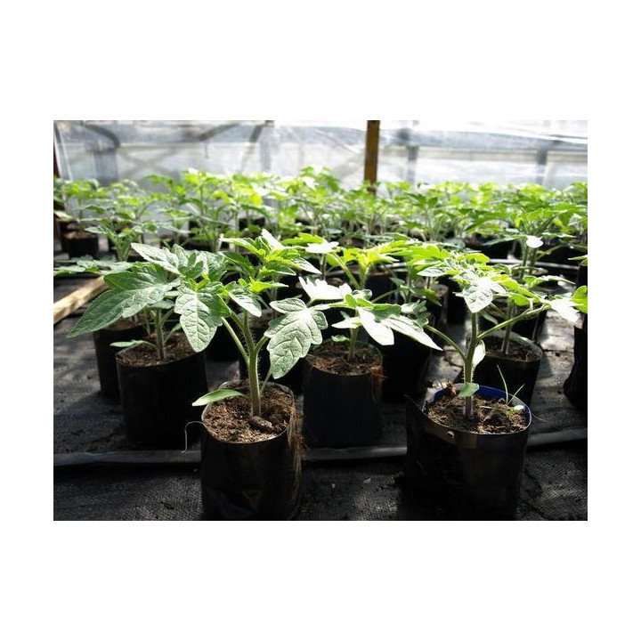 Pomidor Malinowy gigant