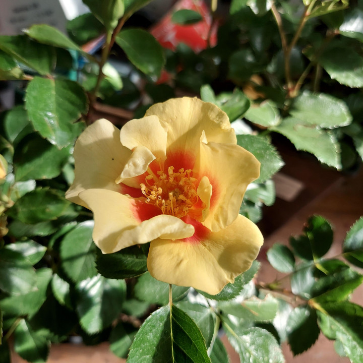 Róża Eye of the Tiger