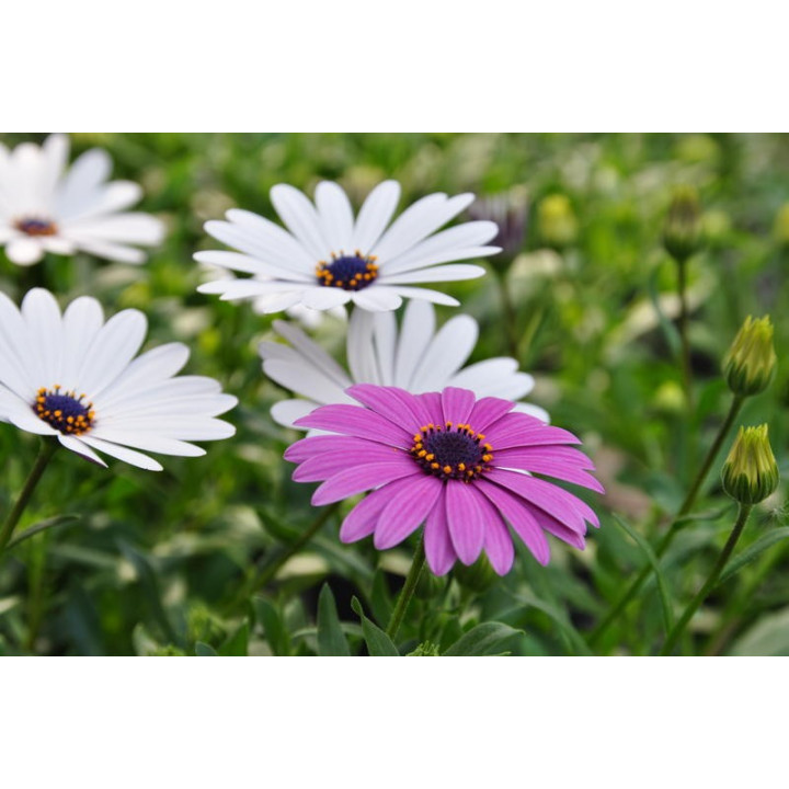 Osteospermum (w Polsce nazywane czasami stokrotką)