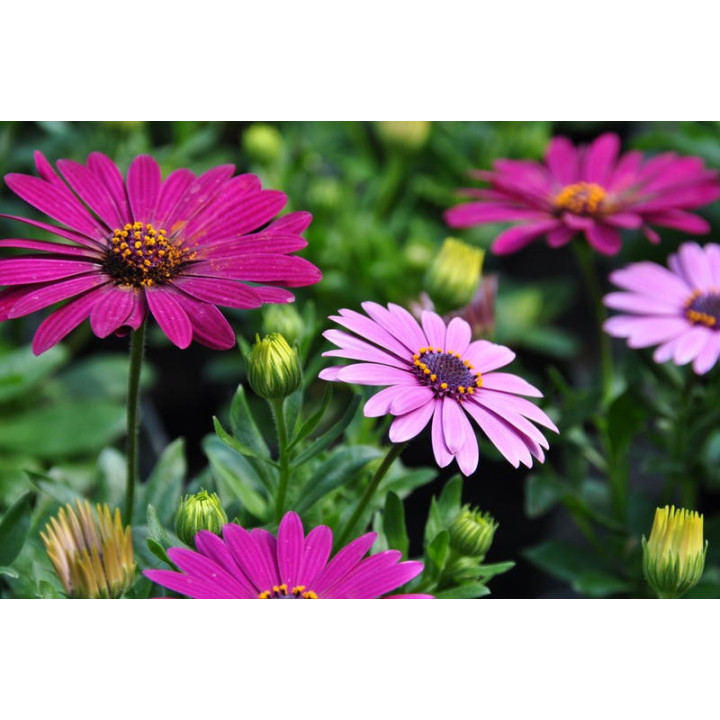 Osteospermum (w Polsce nazywane czasami stokrotką)