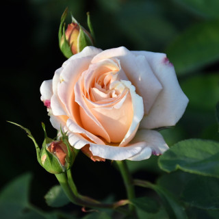 Róża Oh Happy Day®