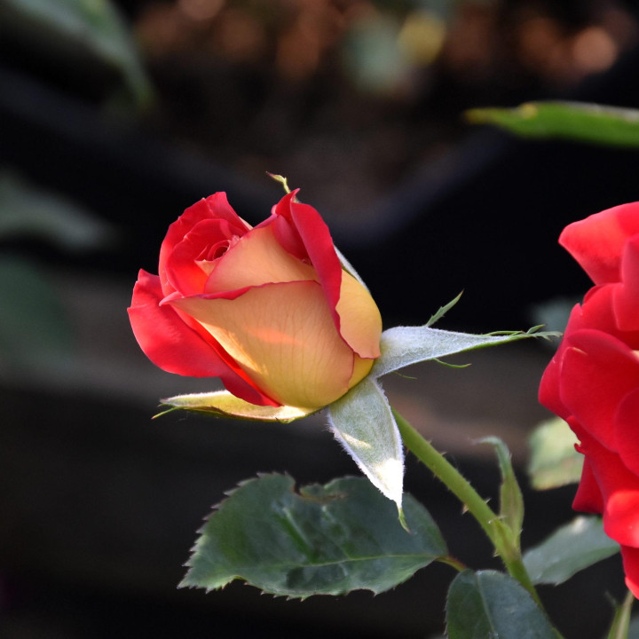 Róża Ketchup and Mustard®