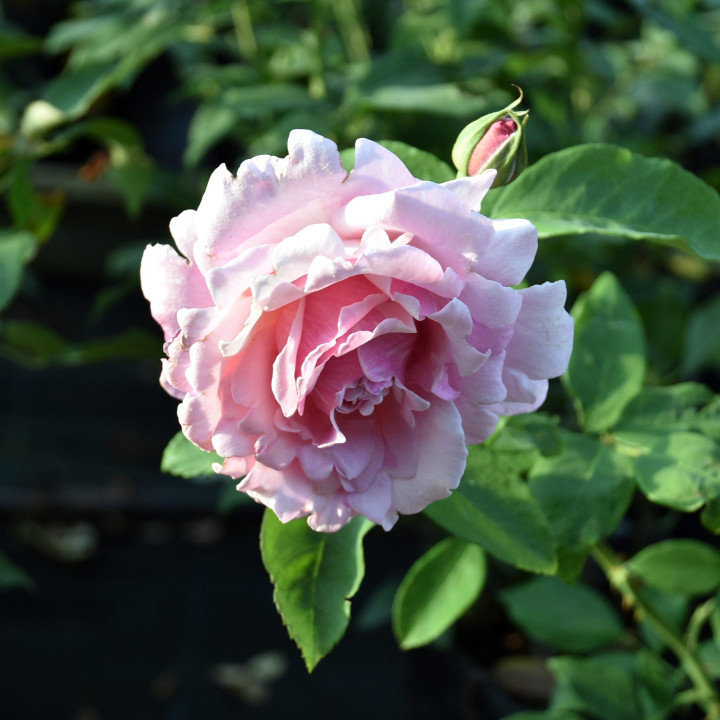 Róża Parfum de Liberté®