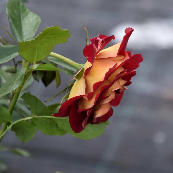 Róża Ketchup and Mustard®