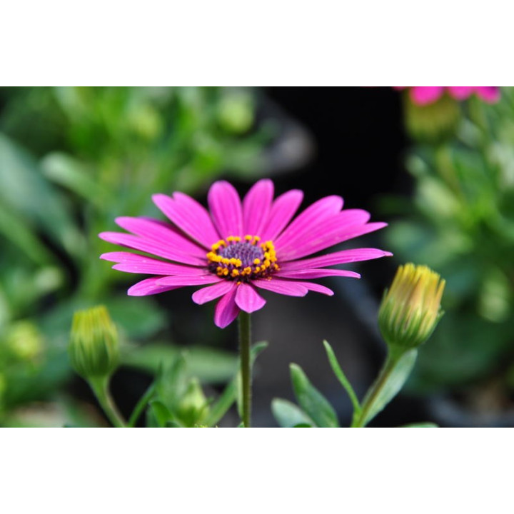 Osteospermum (w Polsce nazywane czasami stokrotką)