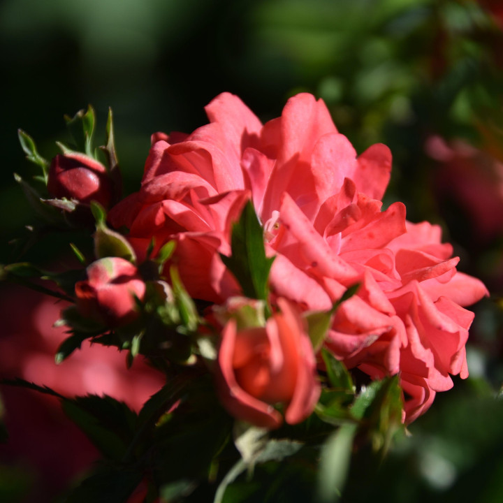 Róża Drift Coral