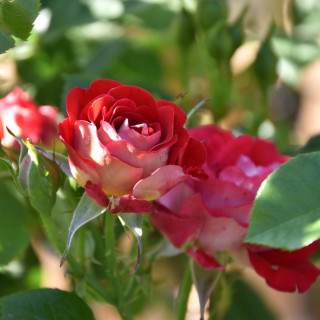 Róża na pniu Teeny Booper