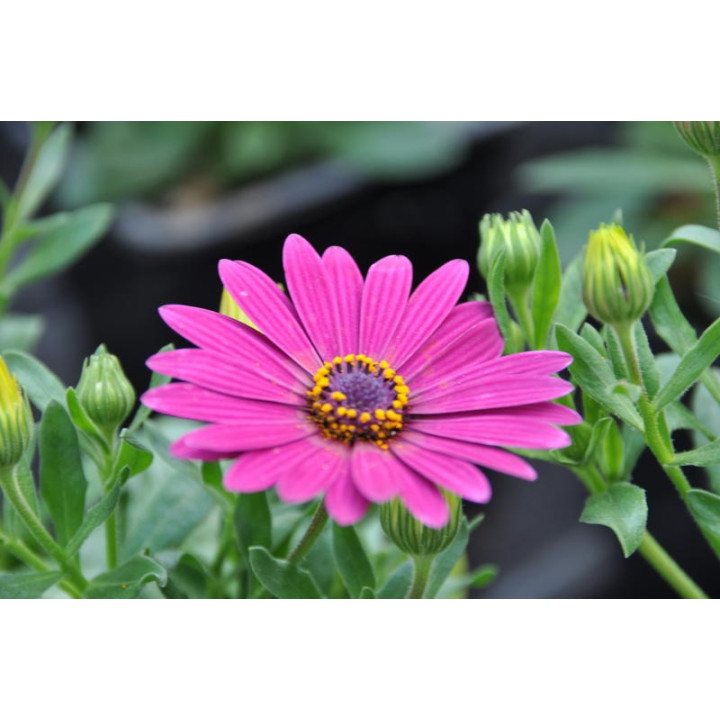 Osteospermum (w Polsce nazywane czasami stokrotką)