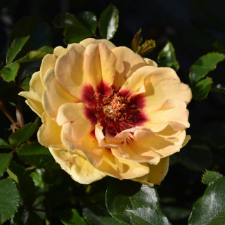 Róża na pniu Babylon Eyes