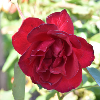 Róża na pniu Red Ruffles