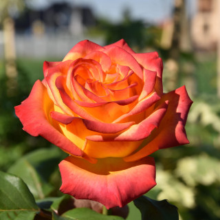 Róża na pniu Girandola