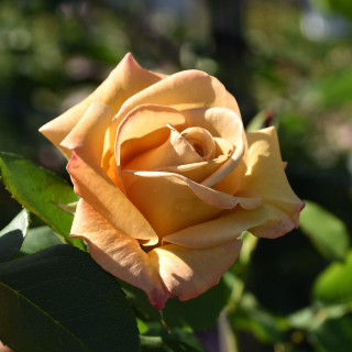 Róża na pniu Honey Dijon